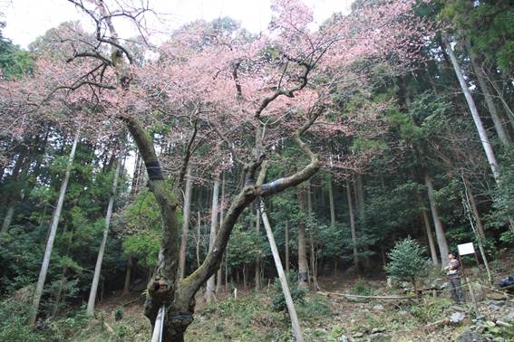 ����: C:\Users\ktsik\Desktop\���q�R�J�R�ՁE���R�i�Ղ̔����j�Q�O�P�P�N�S���R��\IMG_7951.JPG