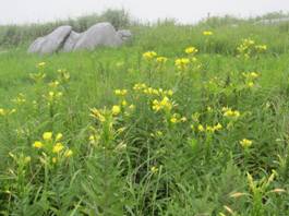 8.������̎ʐ^