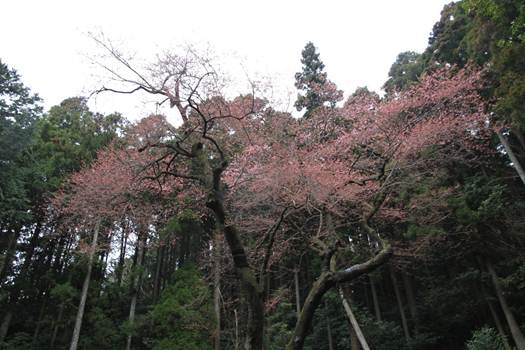 ����: C:\Users\ktsik\Desktop\���q�R�J�R�ՁE���R�i�Ղ̔����j�Q�O�P�P�N�S���R��\IMG_7943.JPG