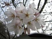 ����: C:\Users\ktsik\Desktop\���q�R�J�R�ՁE���R�i�Ղ̔����j�Q�O�P�P�N�S���R��\IMG_2274.JPG