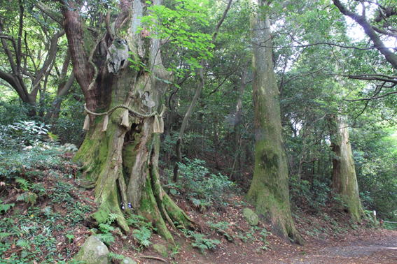 40.�M�q�R�̎ʐ^